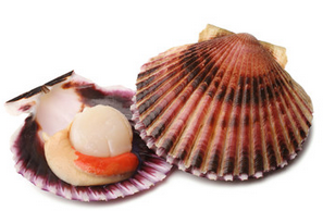 Scallop Middle